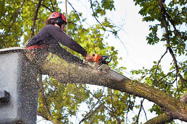 How Our Tree Care Process Works  in  West Sharyland, TX